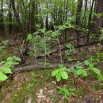 Prunus avium Habit