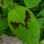 Persicaria virginiana Hoja