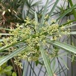 Cyperus alternifolius Flower