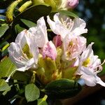 Rhododendron macrophyllum Flower