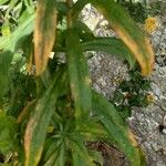 Symphyotrichum novae-angliae Blatt