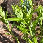 Amsonia ciliata Leaf