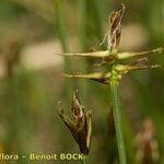 Carex microglochin ഫലം