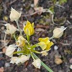 Allium moly Floare