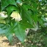 Acer truncatum Leaf