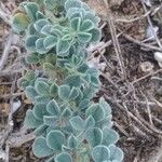 Medicago marina Leaf