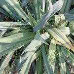 Beschorneria yuccoides 葉