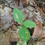 Vaccinium pallidum Fuelha