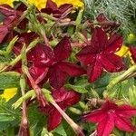 Nicotiana alata Blad