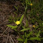 Piriqueta cistoides Hoja