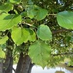 Pyrus cordata Ліст