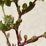 Polycarpon tetraphyllum Folha