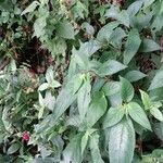 Kohleria spicata 叶