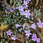 Campanula andrewsii Flower