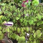 Thalictrum delavayi Ліст