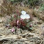 Eulobus californicus Flower