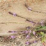 Verbena lasiostachys പുഷ്പം