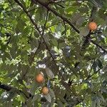 Myristica fragrans Fruit