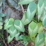 Euphorbia graminea Leaf