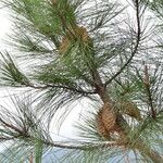 Pinus attenuata 叶