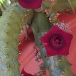 Huernia schneideriana Lorea