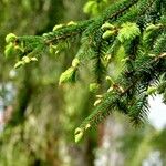 Picea orientalis Leaf