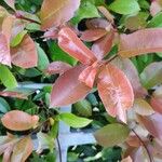 Photinia serratifolia Blad