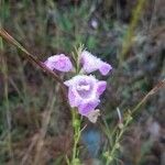 Agalinis purpurea Fleur