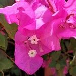 Bougainvillea spp. Flor