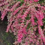 Calluna vulgaris Fleur