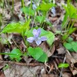 Viola rostrata Flower