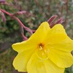 Oenothera stricta Fleur