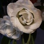 Eustoma grandiflorum Çiçek