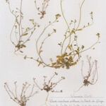 Hornungia procumbens Habitus