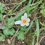 Crocus aleppicus Листок