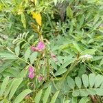 Tephrosia purpurea Flor