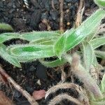 Cyanotis vaga Yaprak