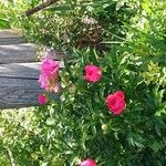 Paeonia peregrina Květ