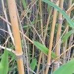 Phyllostachys aurea বাকল