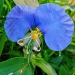 Commelina communis Цвят