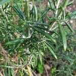 Teucrium creticum Hoja