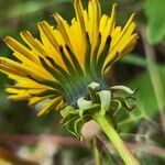 Taraxacum cucullatiforme Mosusu
