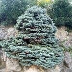 Picea pungens Blatt