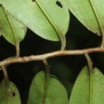 Ardisia standleyana Fruto