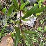 Ayapana triplinervis Leaf