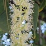 Phytolacca dioicaFlor