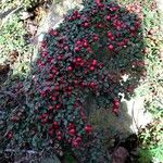 Cotoneaster horizontalis Frukt