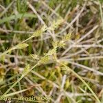 Carex canescens Máis