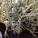 Argyranthemum frutescens পাতা