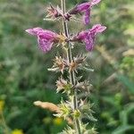 Stachys sylvaticaKwiat